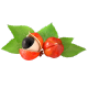 Guarana
