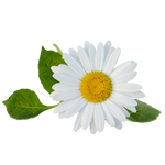 Chamomile