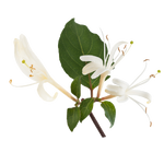 Honeysuckle