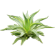 Agave