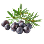Juniper