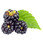 Blackberry