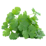 Coriander