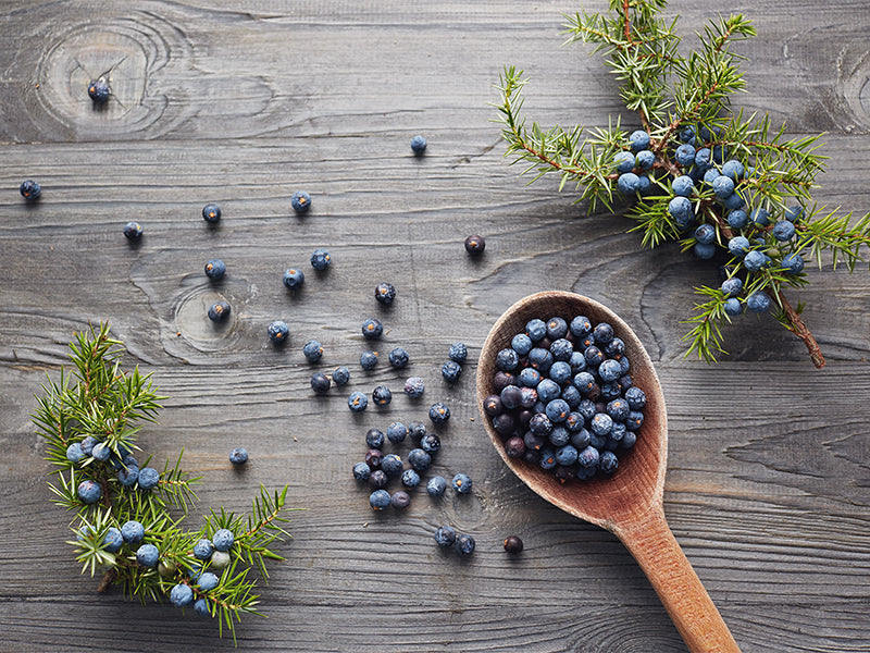 Juniper Berry Juniper Berry